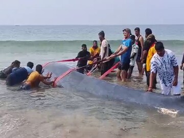 व्हेल माशाचं पिल्लू अजूनही गणपतीपुळ्याच्या किनाऱ्यावर, तीन वेळा समुद्रातून बाहेर व्हेल माशाचं पिल्लू अजूनही गणपतीपुळ्याच्या किनाऱ्यावर, तीन वेळा समुद्रातून बाहेर
