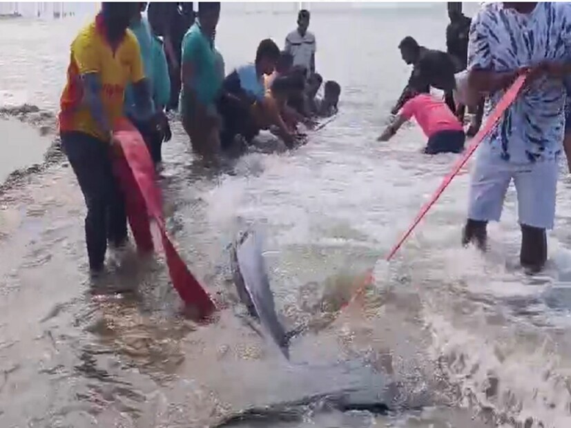 वीस फुटांहून अधिक लांब आणि पाच ते सहा टन इतका वजन या माशाचा आहे. दरम्यान ओहोटी असल्यामुळे सध्या रेस्क्यू ऑपरेशनला अडथळे येत आहेत. 