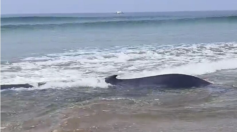  कालपासून पर्यटक, <a href="https://news18marathi.com/maharashtra/kokan/">स्थानिक नागरिक</a>, एक्सपर्ट, एमटीडीसीचे अधिकारी, वनविभागाचे अधिकारी आणि जीव रक्षक यांच्या मदतीने या माशाला समुद्रामध्ये खेचण्याचा सध्या प्रयत्न केला जात आहे.