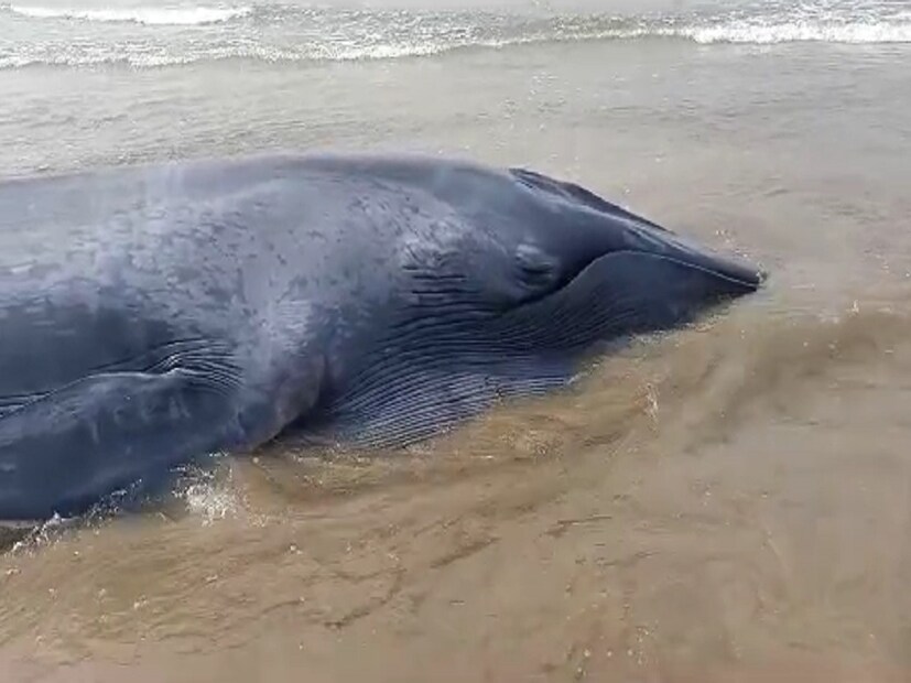 माशाला तीन वेळा समुद्रामध्ये सोडण्याचा प्रयत्न झाला. पण त्यानंतर देखील हे वेल माशाचं पिल्लू पुन्हा एकदा समुद्रकिनारी येत आहे.