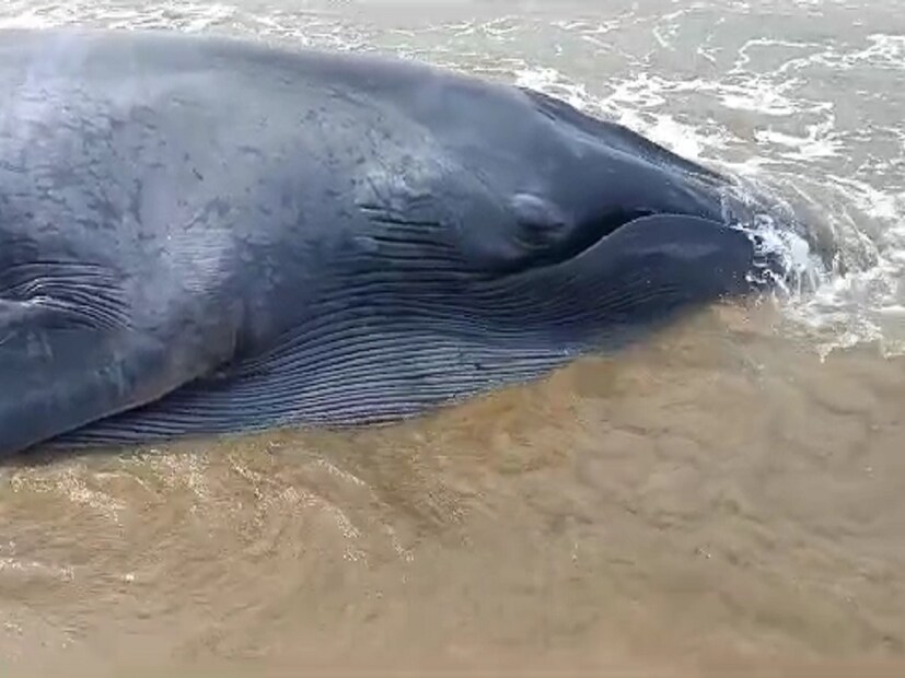 सकाळी या माशाला काही प्रथमोपचार केले गेलेले आहेत. त्यानंतर आता एका मोठ्या जहाजाच्या मदतीने या माशाला खोल समुद्रामध्ये सोडले जाणार आहे. 