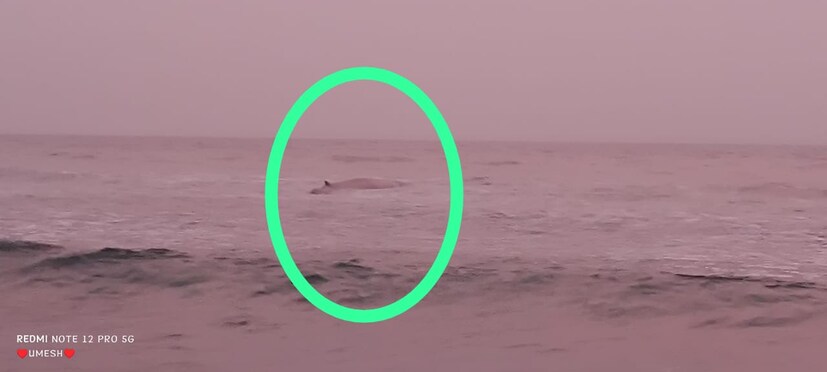 <a href="https://news18marathi.com/maharashtra/whale-that-came-to-ganpatipule-beach-died-mhsz-1079145.html">व्हेलचं पिल्लू जखमी असल्यामुळे</a> पाण्याच्या प्रवाहाने परत बाहेर आलं. दोन दिवस किनाऱ्यावर राहिल्यामुळे पिल्लू उपाशी आहे, त्यामुळे ते अशक्त होऊन परत समुद्रकिनारी आलं. <a href="https://news18marathi.com/maharashtra/whale-that-came-to-ganpatipule-beach-died-mhsz-1079145.html">व्हेलचं पिल्लू जखमी असल्यामुळे</a> पाण्याच्या प्रवाहाने परत बाहेर आलं. दोन दिवस किनाऱ्यावर राहिल्यामुळे पिल्लू उपाशी आहे, त्यामुळे ते अशक्त होऊन परत समुद्रकिनारी आलं.