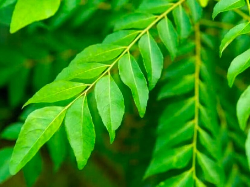  अनेक जण कढीपत्ता हा जेवणातून बाहेर काढून टाकतात किंवा कढीपत्ता खाणं टाळतात. मात्र याच कढीपत्त्याचे आपल्या आरोग्यासाठी अनेक फायदे आहेत. शरीर स्वस्थ ठेवण्यासाठी तसेच आपल्या सौंदर्यासाठी देखील कढीपत्ता उपयोगात येऊ शकतो. कढीपत्त्यात कोणते पोषक घटक आहेत आणि कढीपत्ता खाल्ल्याचे काय फायदे आहेत याबद्दलच सविस्तर माहिती<a href="https://news18marathi.com/maharashtra/wardha/"> वर्ध्यातील</a> आहारतज्ज्ञ डॉ. सरोज दाते यांनी दिली आहे.