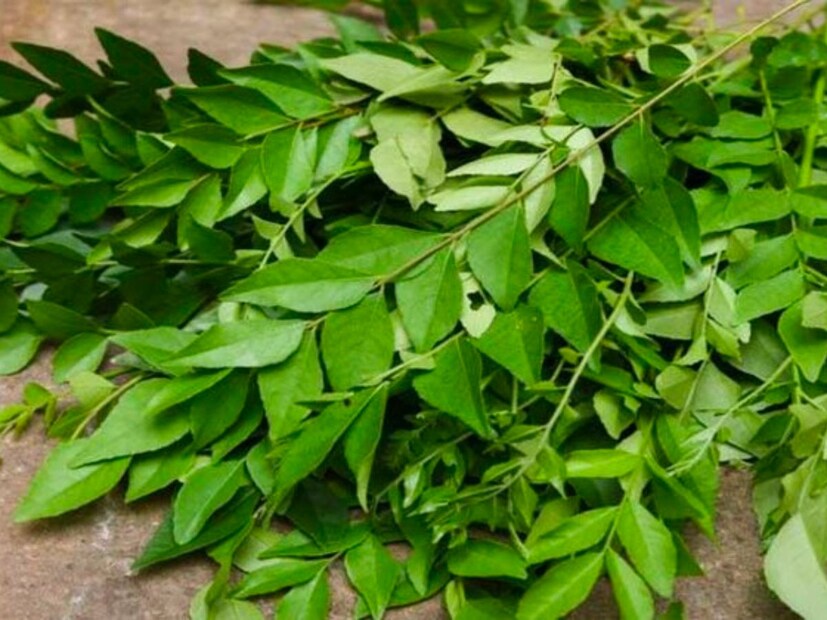 कच्चा कढी पत्ता खाण्याचे अनेक फायदे आहेत. शरीरात वॉटर सोल्युब विटामिन्स असतात ते नष्ट होत नाही. कढी पत्ता धुवायचा आणि तसाच तो जेवणाबरोबर खाल्ला किंवा मग सकाळी उपाशीपोटी त्याचा रस तुम्ही घेतला तरी चांगलं किंवा तो चावून चावून खाल्ल्यात तरी चांगलं कारण त्यात जे काही पौष्टिक घटक असतात ते मिळत असल्याचं सरोज दाते सांगतात.