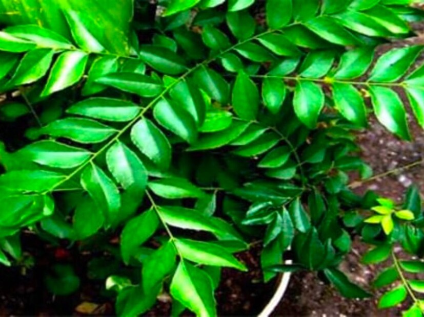 स्किनसाठी किंवा तुमच्या सौंदर्यासाठीही कढीपत्ता फायदेशीर आहे. कढीपत्ता मिक्सरमधून काढायचा. त्याचा रस काढायचा आणि थोडसं बेसन,2-3 थेंब लिंबूरस आणि त्वचा कोरडी असेल तर खोबरेल तेल ऍड करून एकत्र केलेला पॅक चेहऱ्याला लावलास त्याच्या अनेक फायदे होऊ शकतात आणि स्किन वरचे जे डाग असतात ते रिमवू होण्याचं काम करतात, असं सरोज दाते सांगतात.