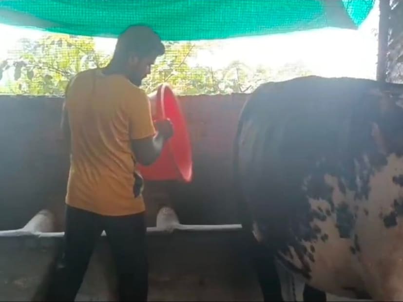 त्यातच कोरोनाच्या काळात कुटुंबाची आर्थिक स्थिती हालाकिची झाली होती. परंतु, यातून सावरत आई मंगल अंधारे आणि मोठा भाऊ योगेश यांनी दोघा भावांना पशुपालन करण्याचा सल्ला दिला. हाच सल्ला माणून शेतीला जोडधंदा म्हणून अंधारे बंधूंनी गोपालन सुरू केलं.