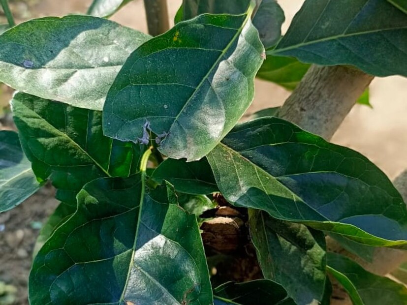 आयुर्वेदामध्ये वेगवेगळ्या वनस्पतीचे वेगवेगळे महत्त्व सांगितले गेलेले आहे. खंडूचक्काच्या पानाचेही वेगवेगळे उपयोग आहेत. त्यातीलच एक म्हणजे सांधेदुखीपासून आराम मिळविण्यासाठी ही वनस्पती मदत करू शकते.  आयुर्वेदामध्ये वेगवेगळ्या वनस्पतीचे वेगवेगळे महत्त्व सांगितले गेलेले आहे. खंडूचक्काच्या पानाचेही वेगवेगळे उपयोग आहेत. त्यातीलच एक म्हणजे सांधेदुखीपासून आराम मिळविण्यासाठी ही वनस्पती मदत करू शकते.