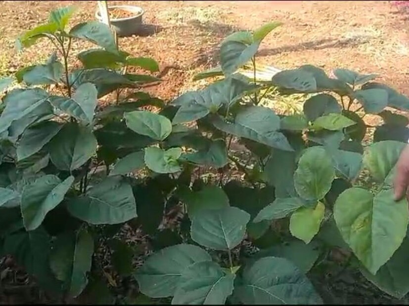 खंडू चक्का ही वनस्पती सांधेदुखीने त्रस्त असलेल्यांसाठी वरदान ठरू शकते. तर खंडूचक्काच्या पानांचा आपण कसा उपयोग करू शकतो? यासंदर्भात यवतमाळ येथील आयुर्वेदतज्ज्ञ डॉक्टर पंकज पवार यांनी माहिती दिली आहे.