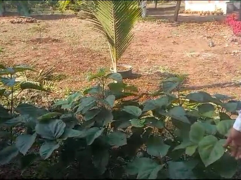 खंडूचक्काचा जो महत्त्वाचा उपयोग म्हणजे या पानाचा आपण चूर्ण करु शकतो आणि चूर्ण त्या सांध्याच्या दुखण्याच्या ठिकाणी लावता येतं. आणि त्याचा एक प्रकारे काढा करून मग ते तीळ तेलामध्ये जर आपण सिद्ध केलं तर त्याच्यामुळे होणारा जो आपल्याला जॉईंट पेन असतो तो लगेच कमी होतो.