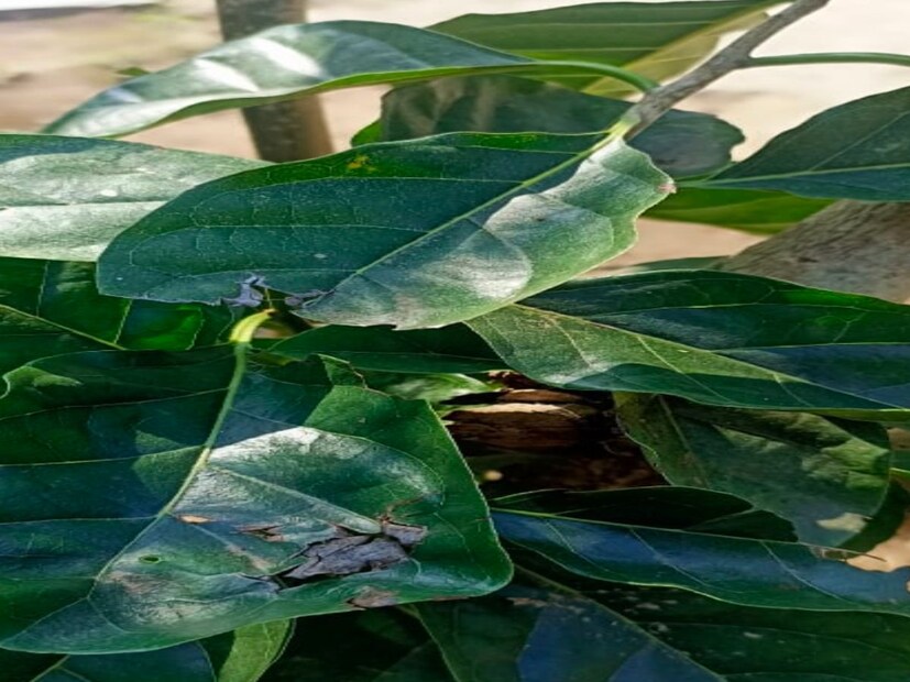  असं म्हटलं जातं की खंडू चक्क्याच्या पानांमध्ये जर आपण तुकडे केलेले मांस जर आपण बांधून ठेवले तर त्या मासाचा सुद्धा एक जीव काही कालांतराने तयार होतो ते हाडे जुळतात. अशाप्रकारे ही अतिशय उपयोगी वनस्पती आहे. आयुर्वेदामध्ये खंडूचक्क्याचा यथोचित वर्णन केलेला आहे. मुख्य म्हणजे वात शामक आहे. त्यानंतर कधीकधी एखादी जखम भरत नाही अशा वेळेस खंडू चक्क्याचं तेल आणि ज्याक्त्यादी तेल एकत्र केलं तर ती जखम भरून निघते, अशी माहिती डॉ. पंकज पवार यांनी दिली. 