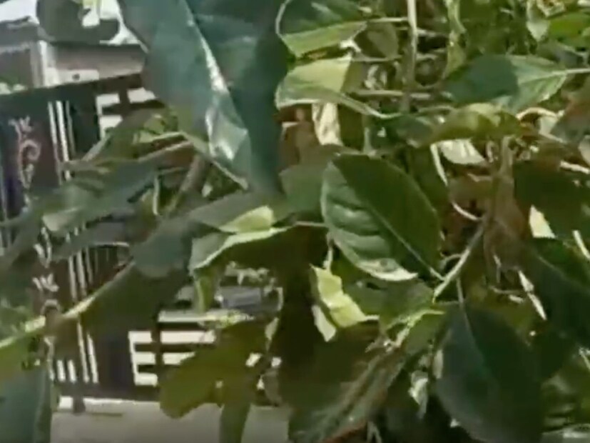 अनेकांना गॅंग्रीनचा त्रास होण्याचा जास्त धोका असतो. तर अशावेळी खंडूचक्क्याचे पान हे जर एक्स्टर्नल म्हणजे बाहेरून पायाला बांधले तर तिथलं ब्लड सर्कुलेशन सुरळीत होते.