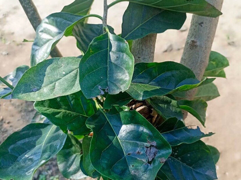 ज्यांना एक्झिमा होतं ज्यांना रोरियासिसचाही त्रास असतो अशा रुग्णांना सुद्धा आपण खंडू चक्क्याचं तेल जर लावलं तर ते सुद्धा व्रणरोपण किंवा स्किनचे सगळे प्रॉब्लेम यांनी पूर्णपणे बसतात. अशी ही बहुपयोगी, बहुकल्प, बहुगुणी वनस्पती आहे. 