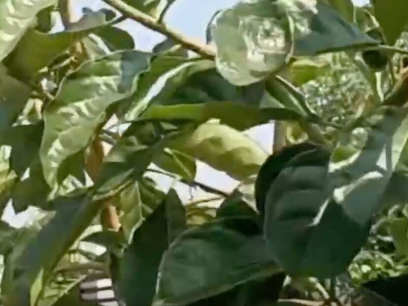 असं आढळून आलेलं आहे की खंडू चक्क्याचे पान आणि तीळ तिलामध्ये जर लावले तर ज्यांना जॉईंट रिप्लेसमेंट किंवा सांध्याचं ट्रान्सप्लांट सांगितलेलं आहे ते सुद्धा या खंडूचक्क्यामुळे बरं होऊ शकते. वातशमन आहे, पेन किलर आहे. सांध्यामधले जे काही सूज आहे ती कमी करणारी ही बहुमोल, बहुगुणी उपयोगी आयुर्वेदिक वनस्पती आहे, असे डॉ. पवार सांगतात.