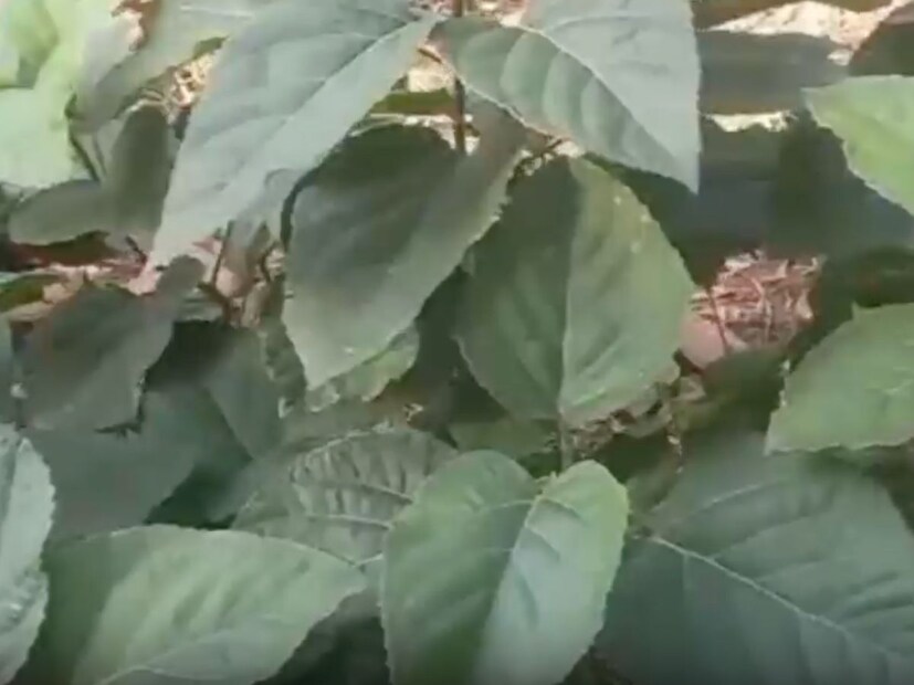 (सूचना : येथे दिलेली माहिती तज्ज्ञांचे वैयक्तिक मत आहे. त्याचे अनुकरण करण्यापूर्वी तुमच्या डॉक्टरांचा सल्ला घ्यावा. न्यूज 18 मराठी त्याची हमी देत नाही.)