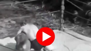 रिंगणामध्ये व्यक्ती थेट सिंहाशीच भिडला