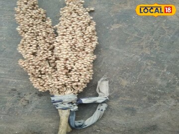 एक नाचणी, अनेक आजारांवर भारी! तुम्ही खाताय ना 'हे' पदार्थ?