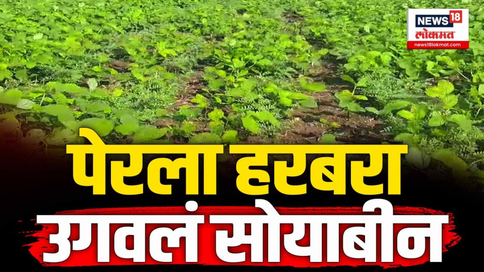 खरिपात पेरलेलं सोयाबीन रब्बीत उगवल्याचा प्रकार
