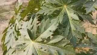 मासिक पाळीदरम्यान होणाऱ्या पोटदुखीवरही पपईची पानं रामबाण असतात.