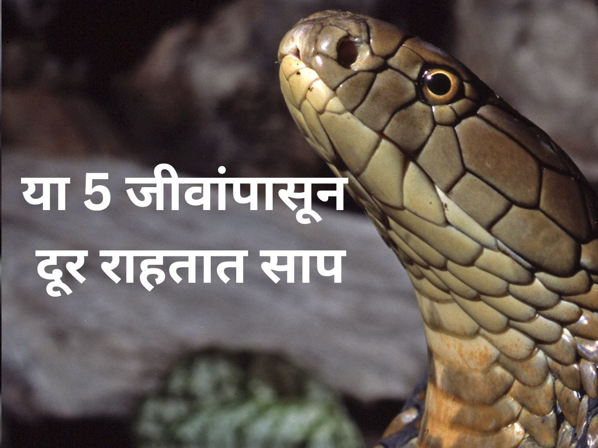 Knowledgeable Snake Snake Facts - या 5 जीवांपासून दूर राहतात साप; त्यांना माहितीये चुकूनही ...