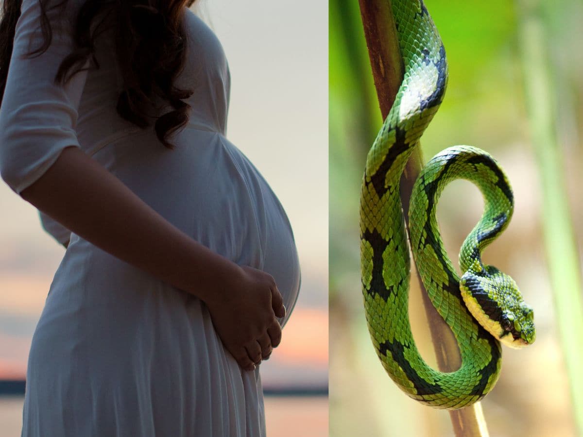 Unknown Facts About Snake - प्रेग्नंट महिलेच्या जवळ फिरकतही नाही साप ...