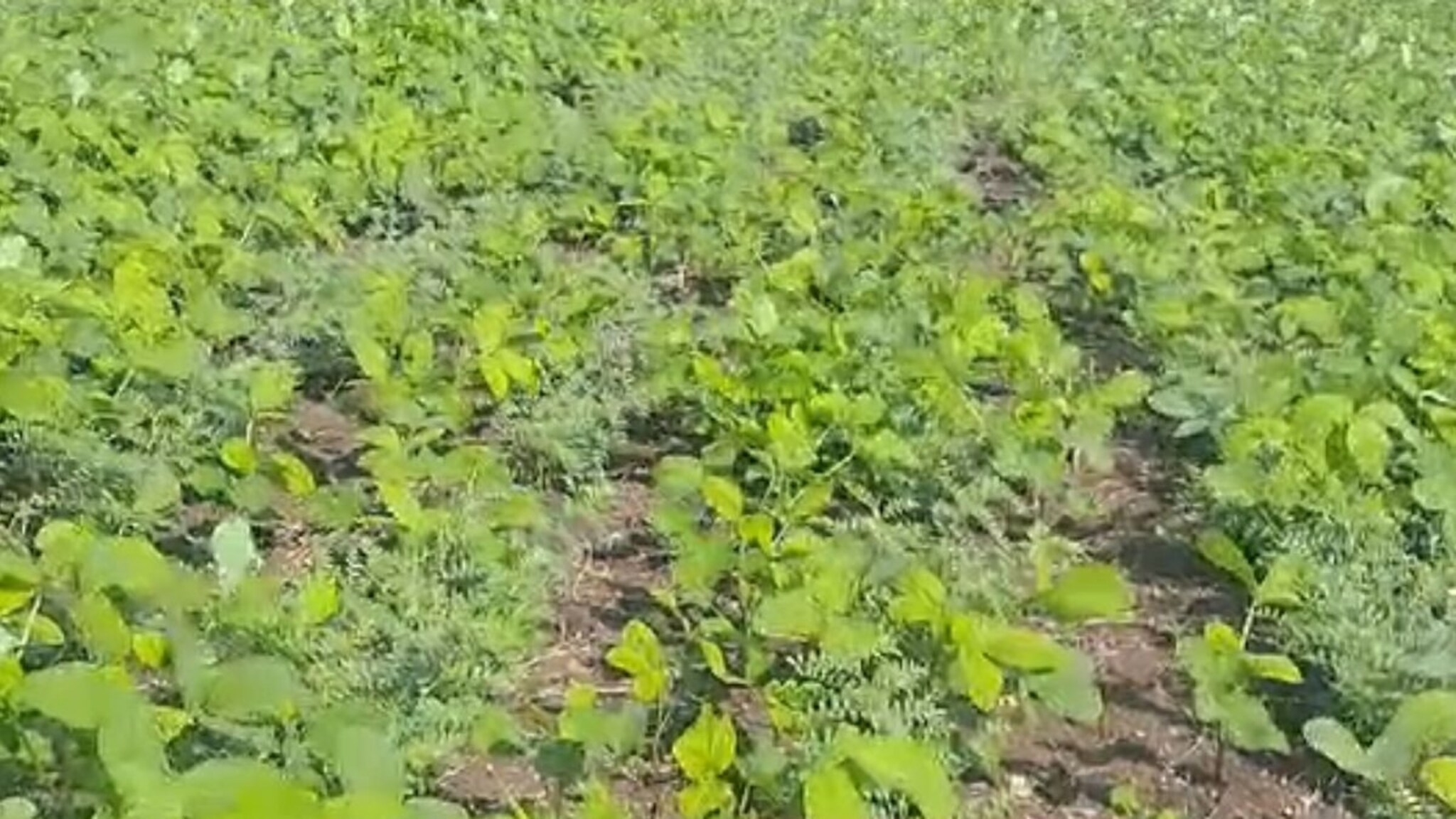 Dharashiv News : पेरला गहू, हरभरा अन् उगवलं सोयाबीन; धाराशिवमधील शेतकरी हैराण