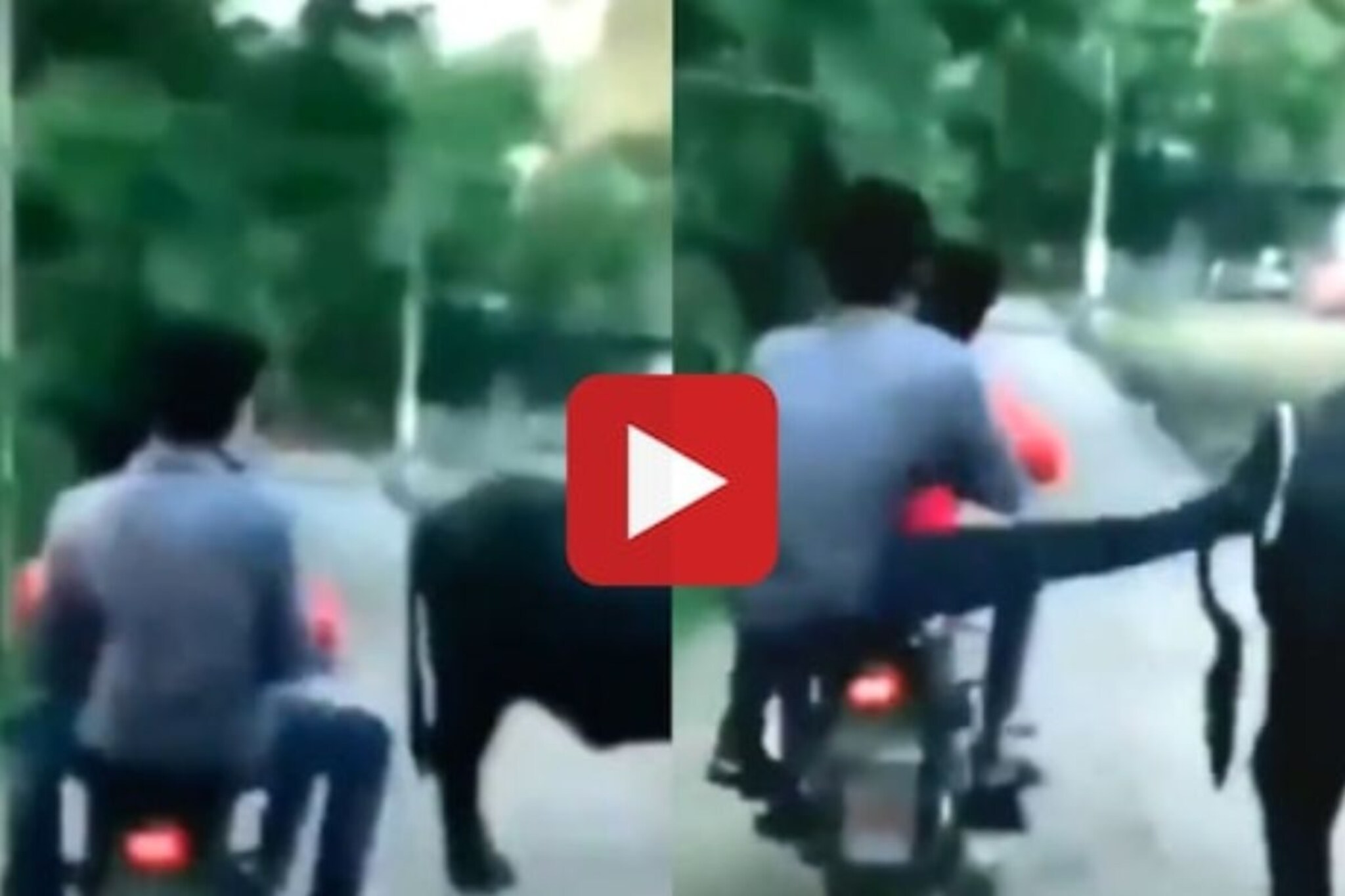 याला म्हणतात कर्माचं फळ, तरुणाने म्हशीला लाथ मारली आणि...