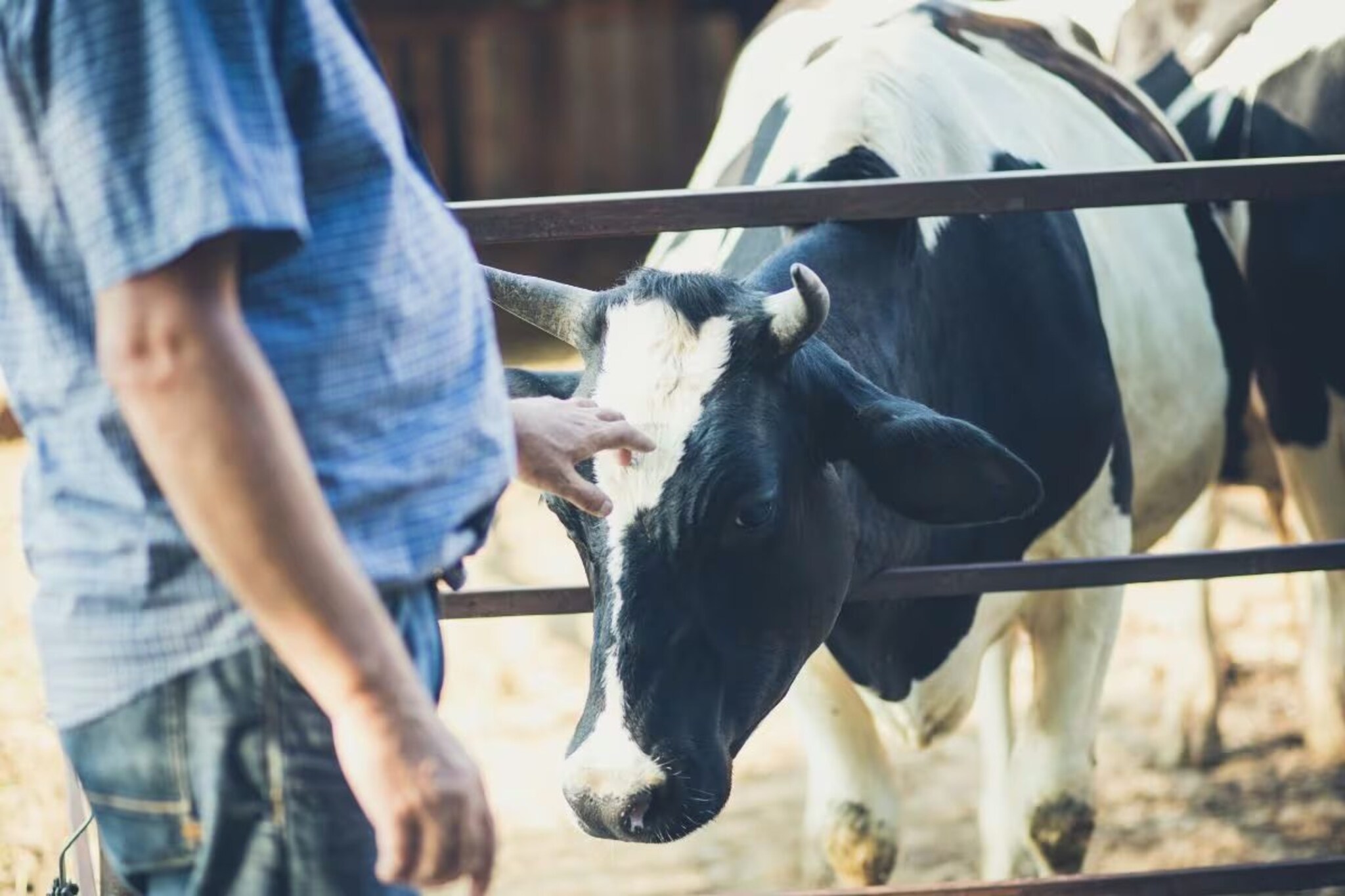 Weird : भारतात इथं प्राणीही सोडत नाहीत रविवार; घेतात आठवड्याची एक सुट्टी