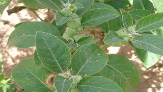 अश्वगंधा