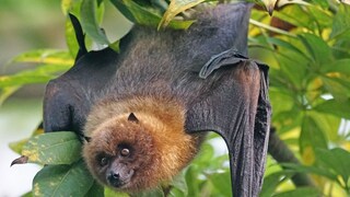 प्रतिकात्मक फोटो