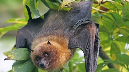 प्रतिकात्मक फोटो प्रतिकात्मक फोटो