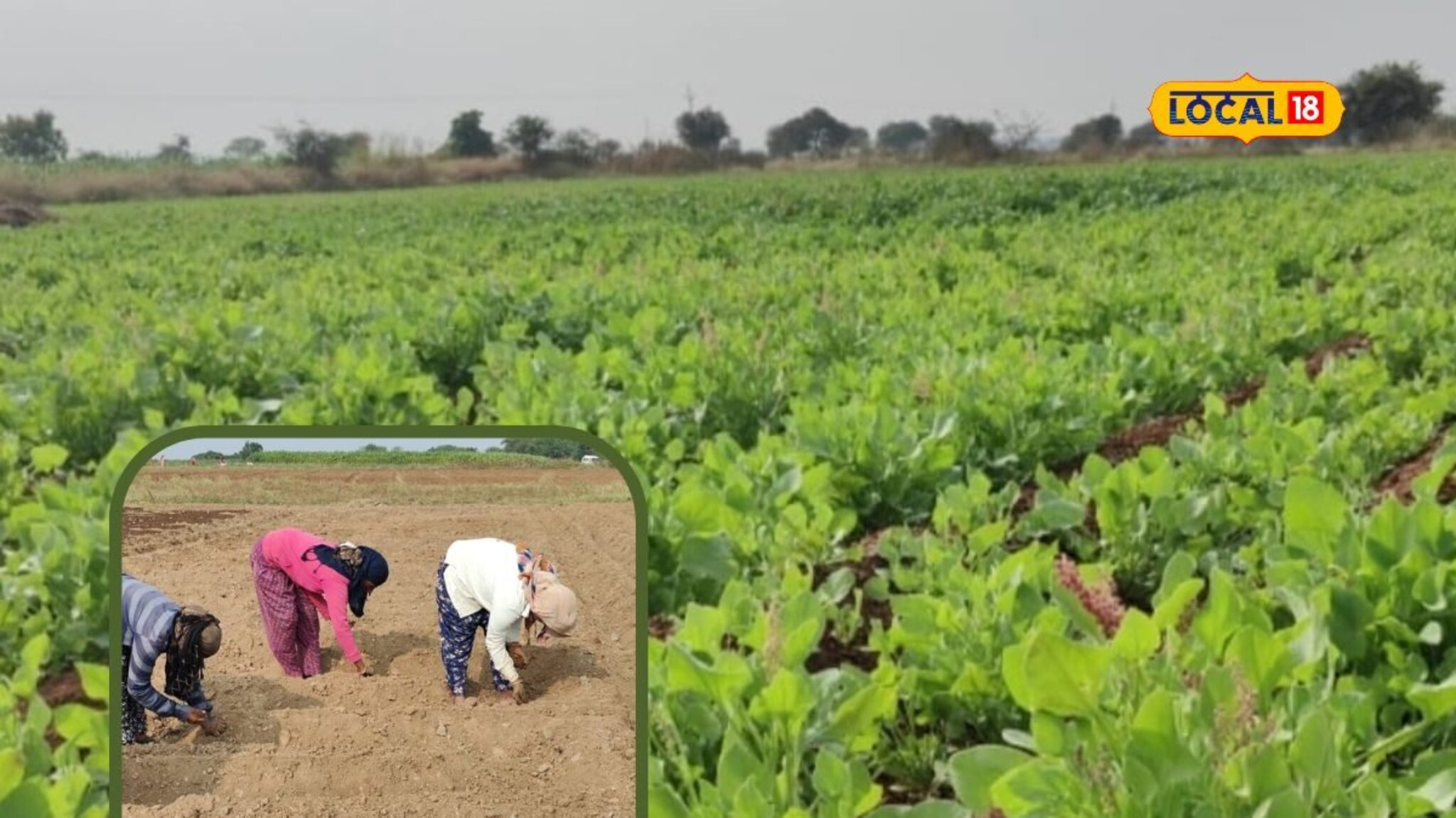 महाराष्ट्रातीलं ‘हे’ संपूर्ण गावच करतं चुक्याची शेती, कमी खर्चात शेतकऱ्यांना लाखोंचे उत्पन्न