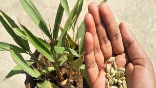 आता वेलचीसाठी पैसे खर्च करायची गरज नाही; घरीच लावा रोप, वापरा सोपी पद्धत
