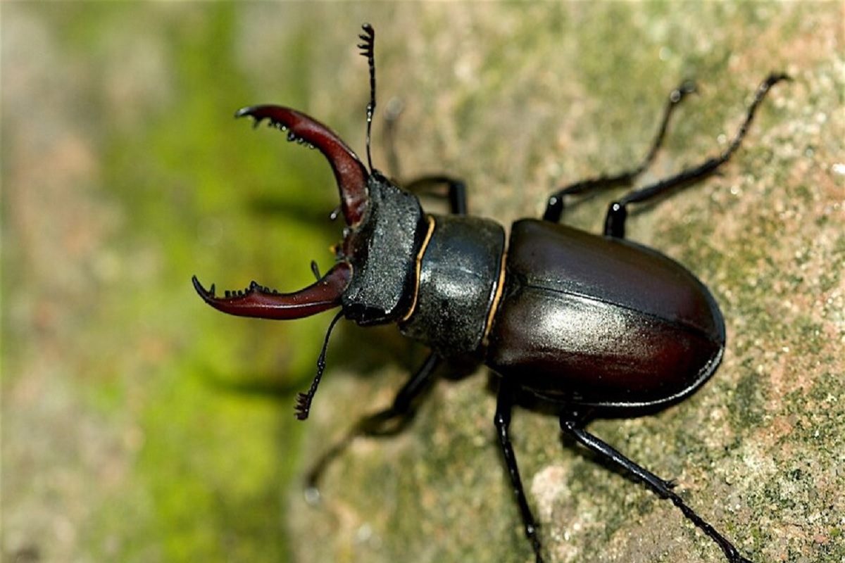 worlds most expensive insect : हा विचित्र किडा दिसला तर याला चुकूनही ...