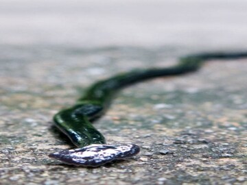 खतरनाक पद्धतीने शिकार करतो हा जीव, वाचूनच अंगाचं पाणी होईल; याला मारलं नाहीतर... खतरनाक पद्धतीने शिकार करतो हा जीव, वाचूनच अंगाचं पाणी होईल; याला मारलं नाहीतर...