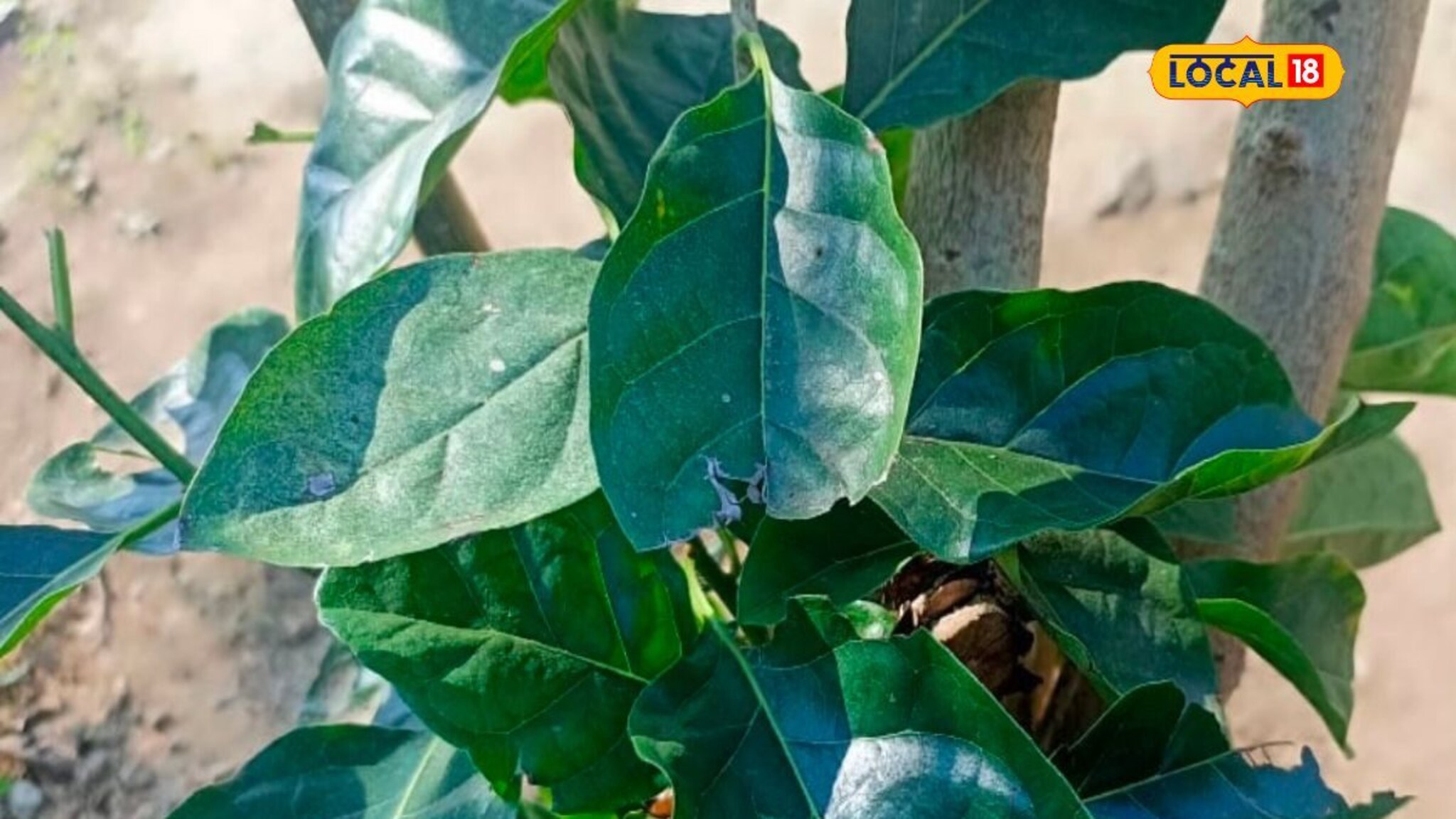 सांधेदुखीनं त्रस्त आहात? 'या' वनस्पतीचा पानाने होईल सुटका; असा करा उपयोग