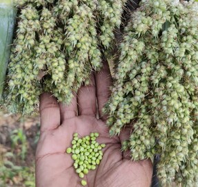 आता घरीच करा हुरडा पार्टी, पुण्यात मिळतेय होम डिलिव्हरी