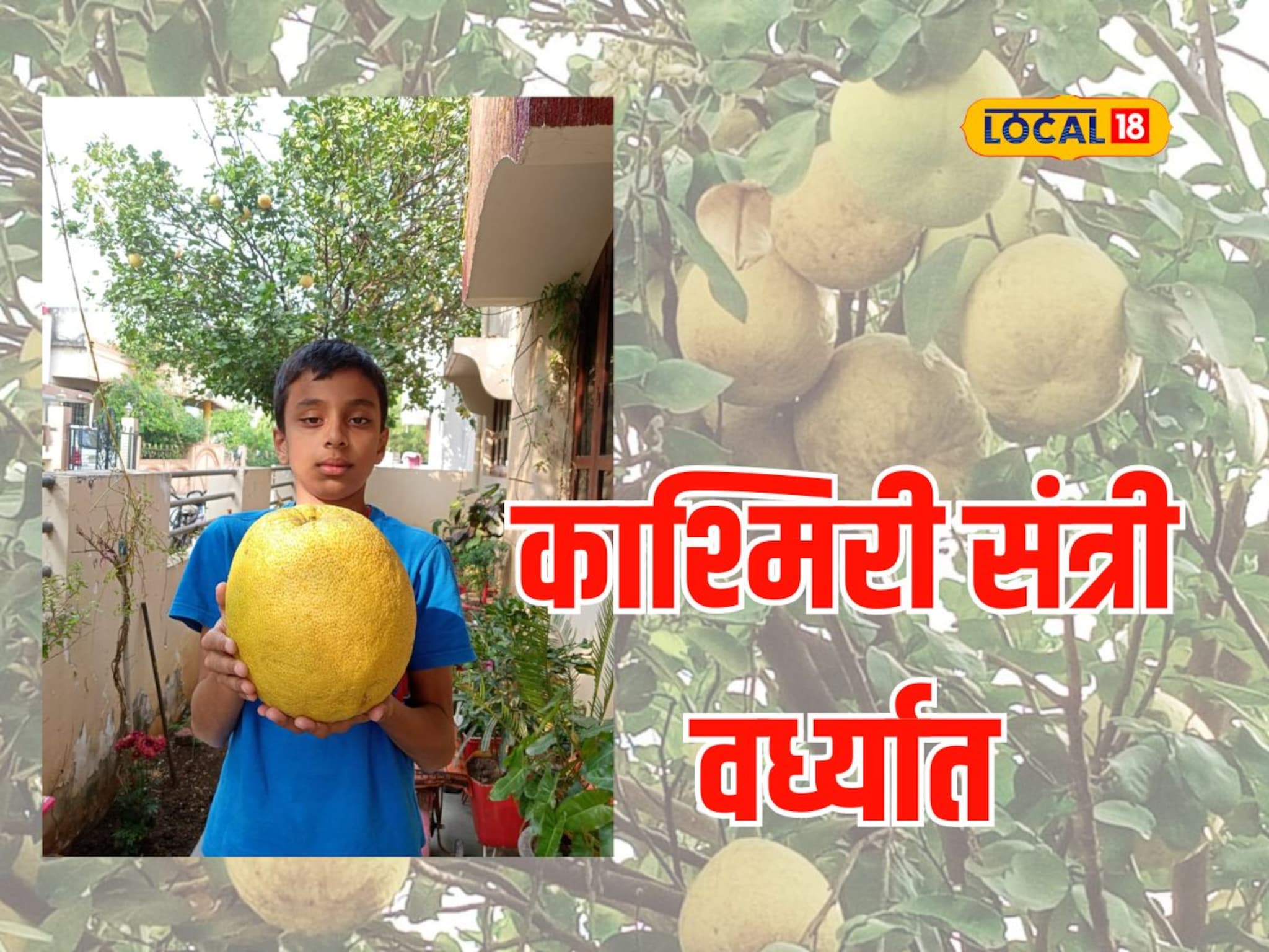 तब्बल 3 किलोचे काश्मिरी संत्रे, आरोग्यासाठी आहेत भरपूर फायदे, Video