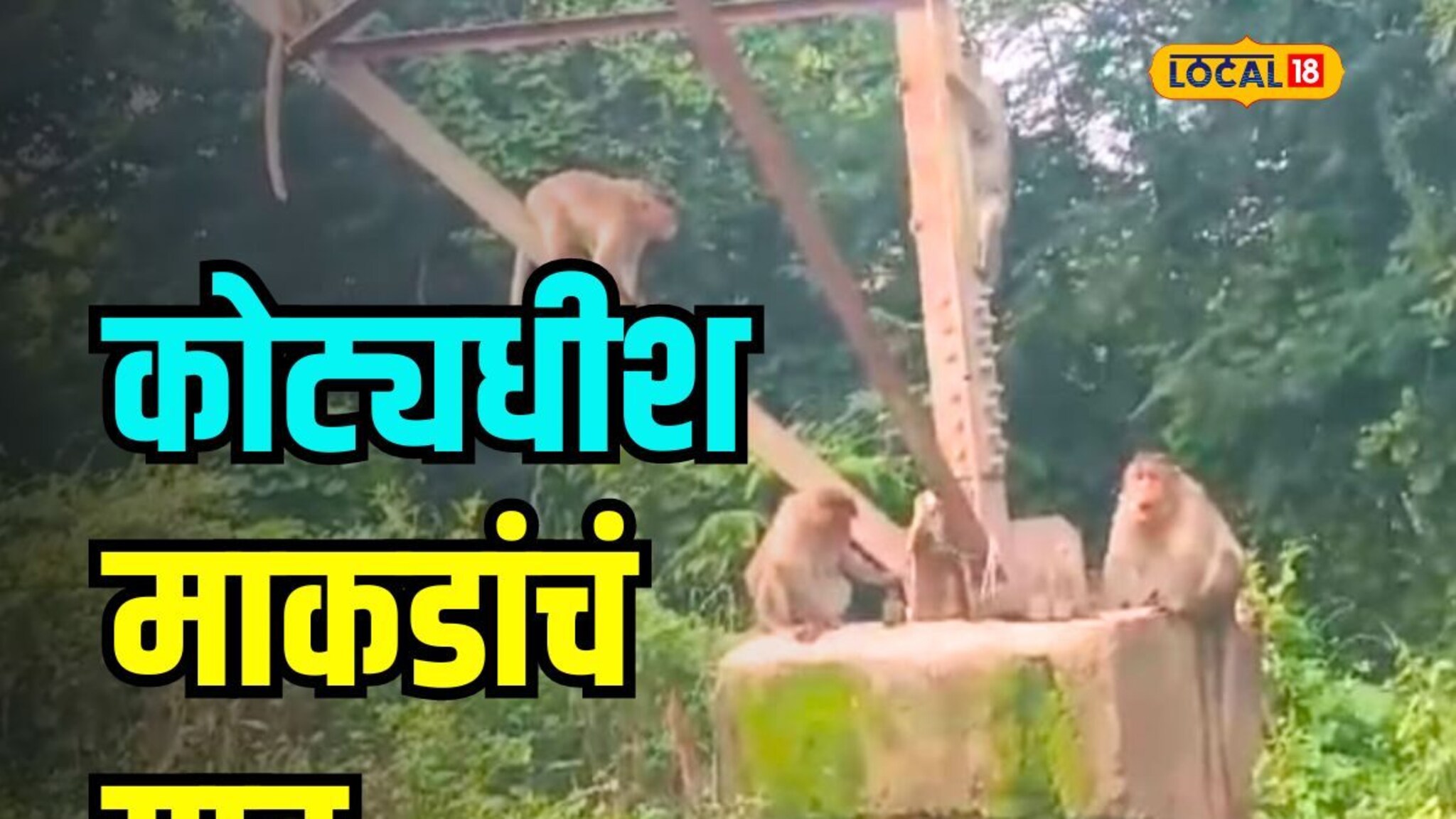 महाराष्ट्रात या गावात माकडं आहेत कोट्यधीश, तब्बल 33 एकर जमीन आहे नावावर, Video