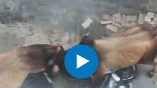 दोन भटक्या सांडांची टक्कर, बुलेटची तोडफोड दोन भटक्या सांडांची टक्कर, बुलेटची तोडफोड