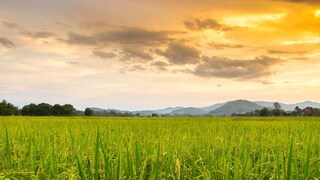 तांदूळ आणि गहू या पिकांमध्ये पोषक तत्वांची कमतरता