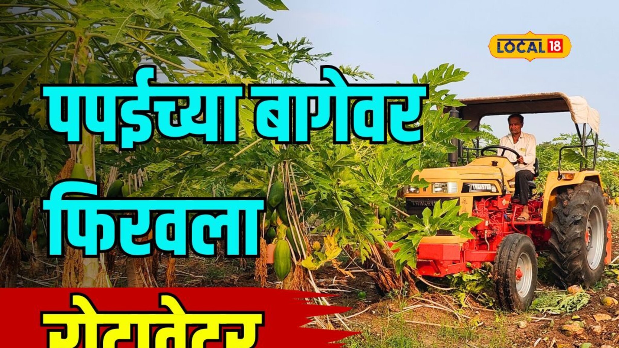 कांद्यानंतर कोसळले पपईचे भाव, हतबल शेतकऱ्यानं बागेवर फिरवला रोटावेटर, Video