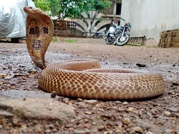 (प्रतिकात्मक फोटो)