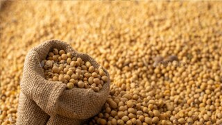 (प्रतिकात्मक फोटो) (प्रतिकात्मक फोटो)