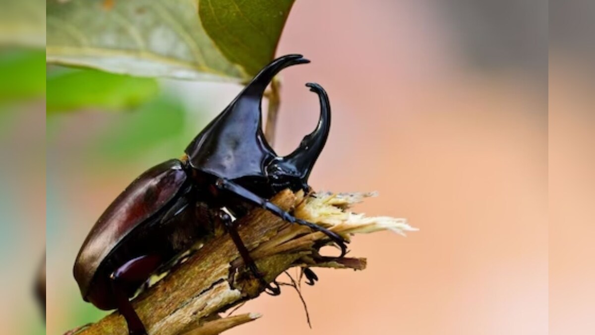 Expensive Insect : जगातील सर्वात महागडा किडा, राहतो कचऱ्यात! पण सापडला ...
