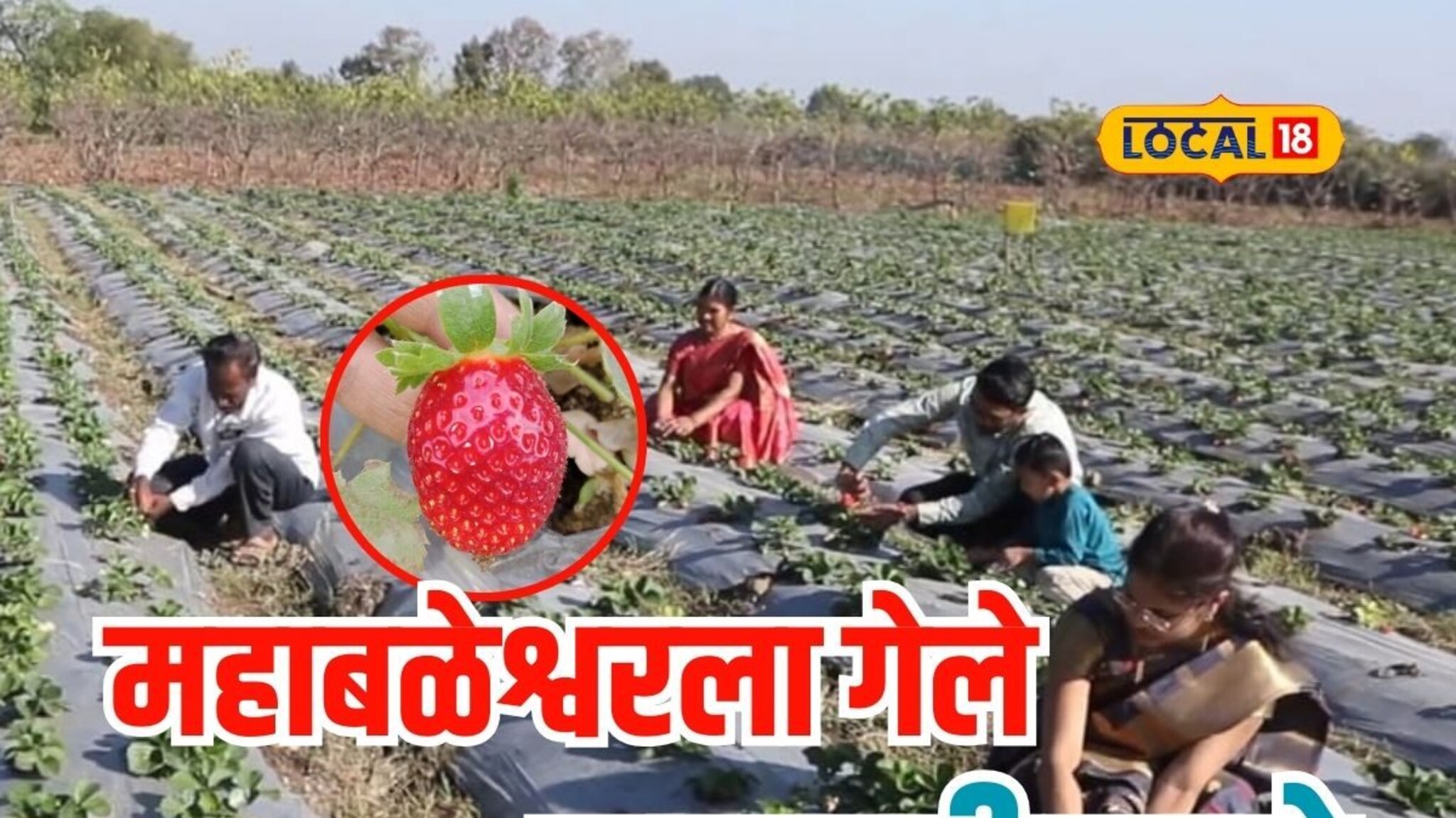महाबळेश्वरची स्ट्रॉबेरी वर्ध्याच्या मातीत, नोकरी सोडून दाम्पत्याची लाखोंची कमाई