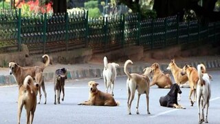 प्रतीकात्मक फोटो