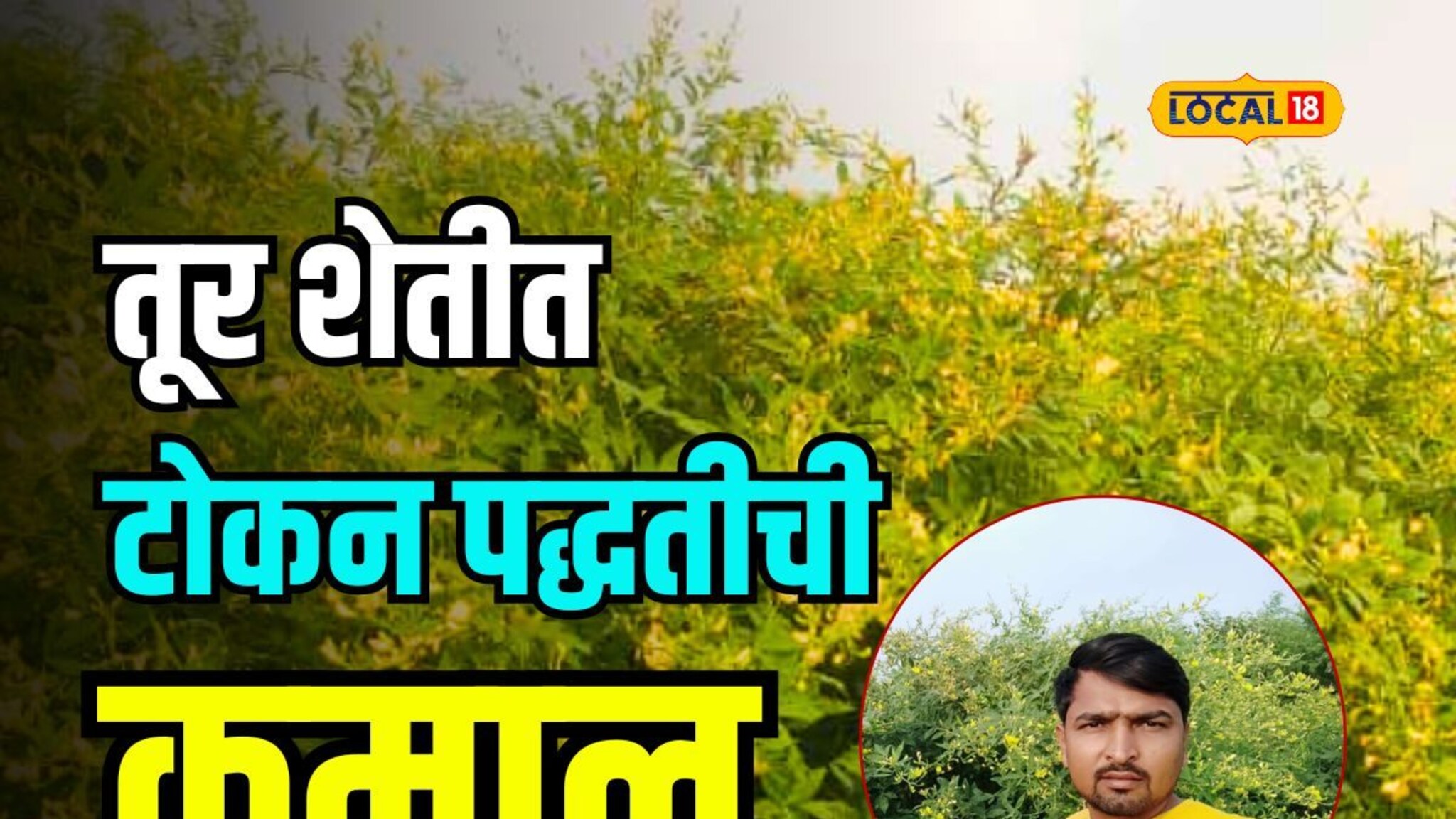 धाराशिवच्या शेतकऱ्याची कमाल, टोकन पद्धतीनं लावली तूर अन् शेंगानं लगडलं झाड