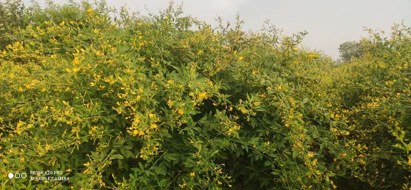 टोकन पद्धतीने तूर लागवड केल्याने झाडाची उंची सात ते आठ फुटापर्यंत वाढली आहे. तर एका झाडाला अंदाजे 400 ते 500 शेंगा लगडल्या आहेत. त्यामुळे उत्पन्नातही मोठी वाढ होणार असपल्याचे तांबे सांगतात.