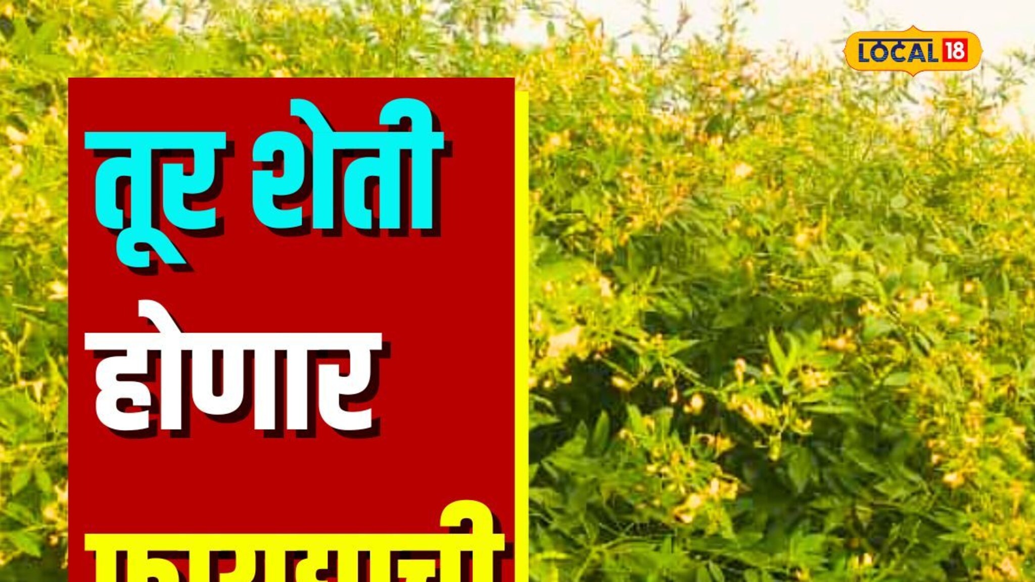 शेतकऱ्याच्या एका निर्णयानं बदललं चित्र, तुरीच्या उत्पन्नात होणार मोठी वाढ