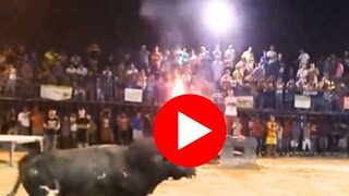 Viral Video : बैलासोबत पंगा घेणं व्यक्तीला महागात, प्राण्यानं रागात उचलून फेकलं